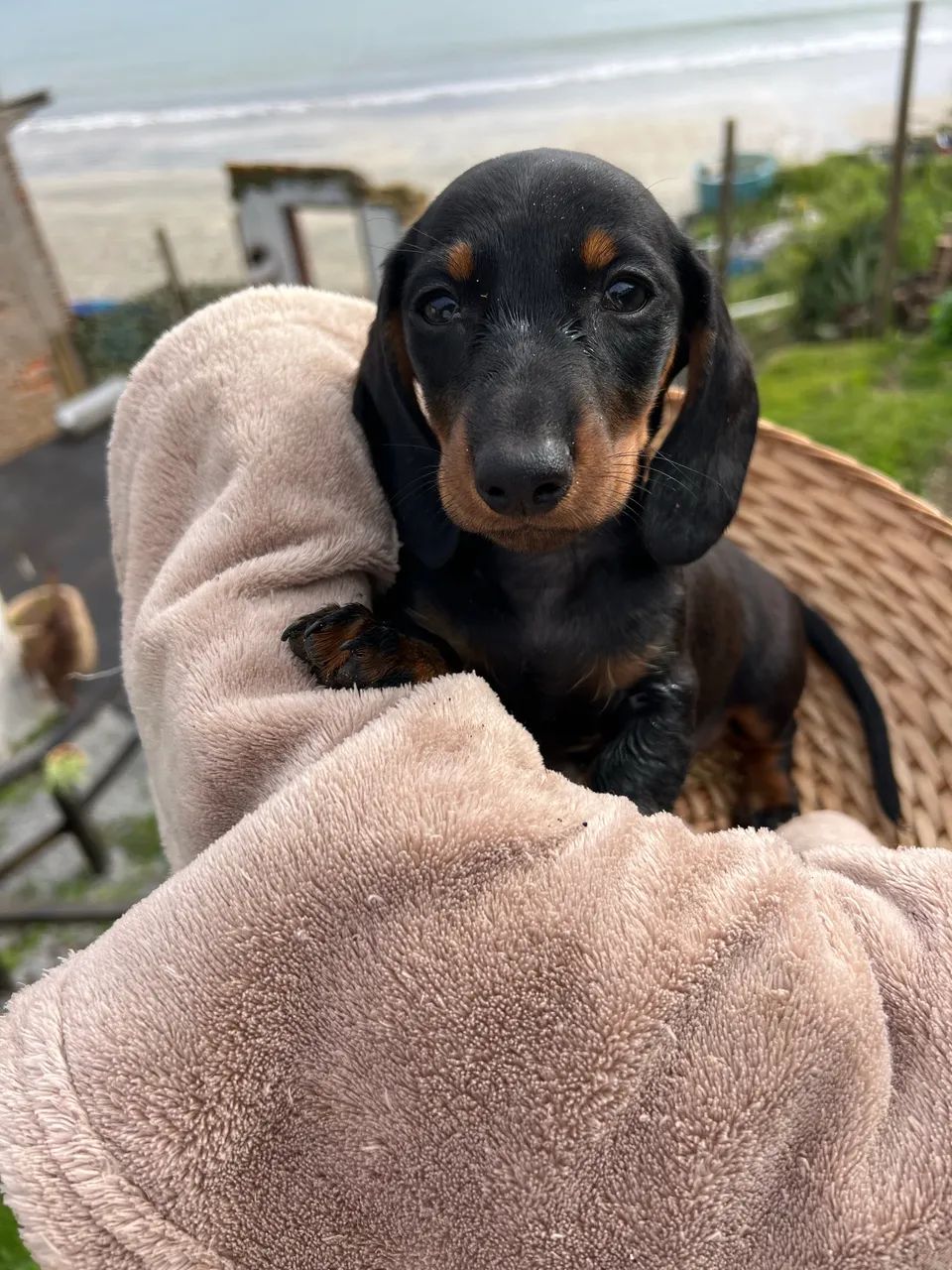 Dachshund (Cofap/Teckel) Macho Black & Tan - Foto 3