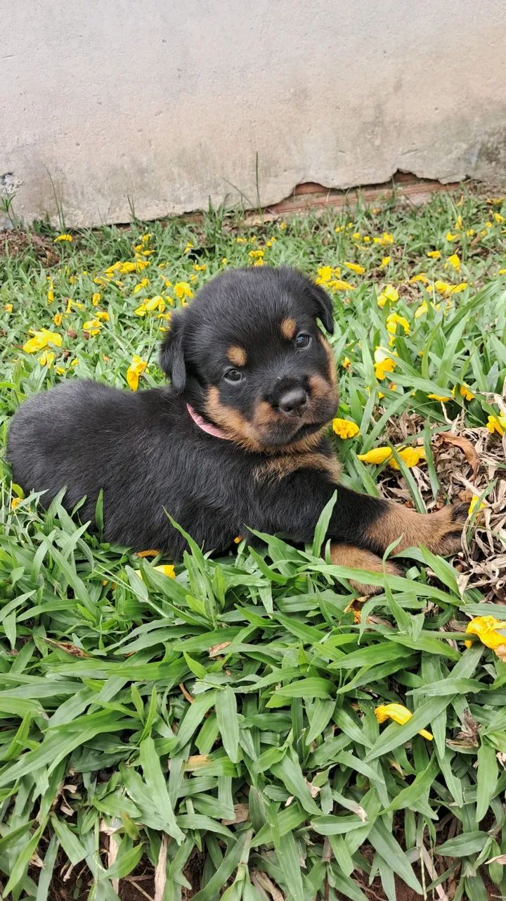 Rottweiler fêmea  - Foto 2