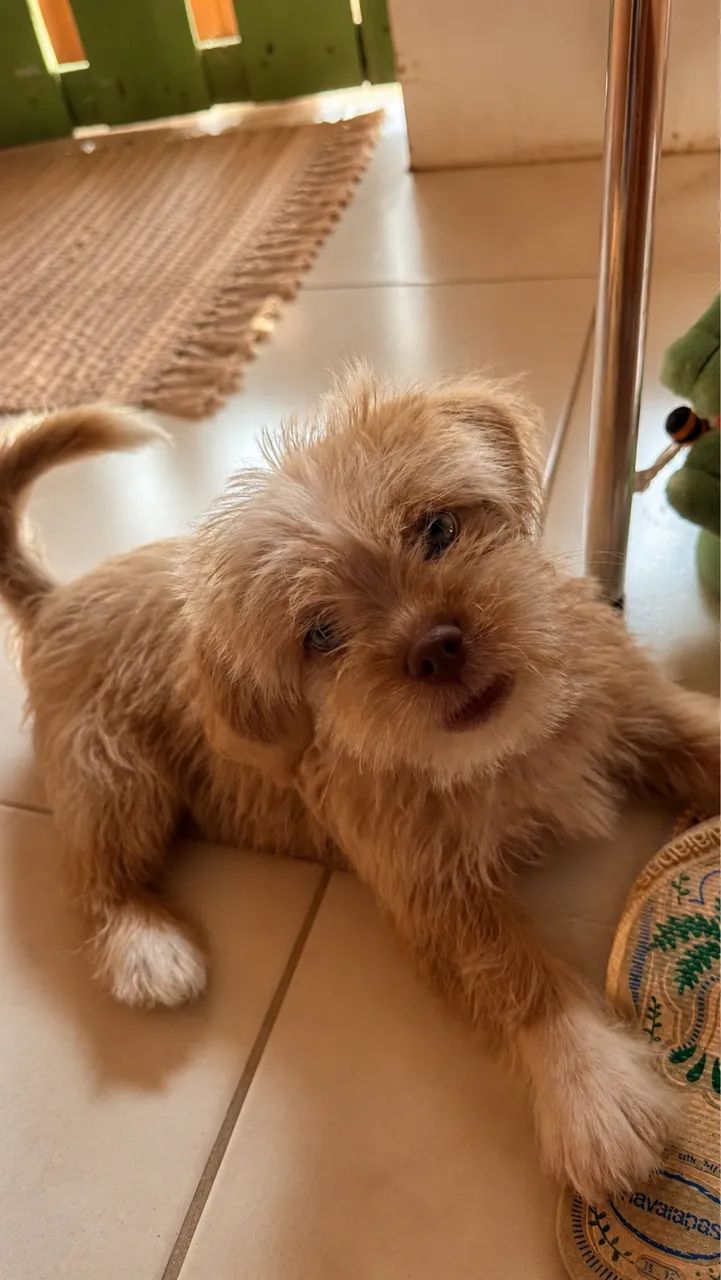 Cachorrinho 