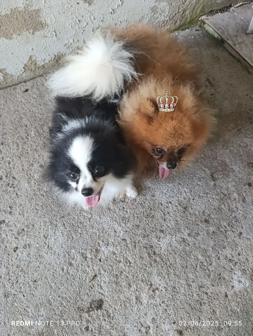Lulu da Pomerânia  - Foto 4