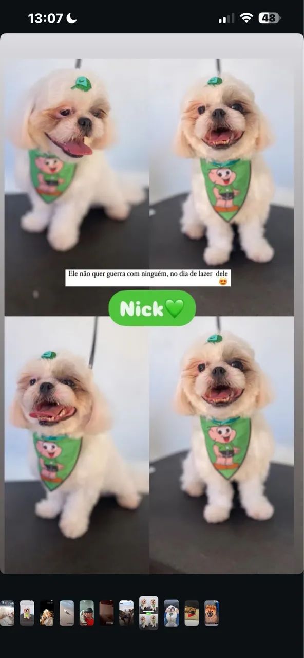 Cachorro