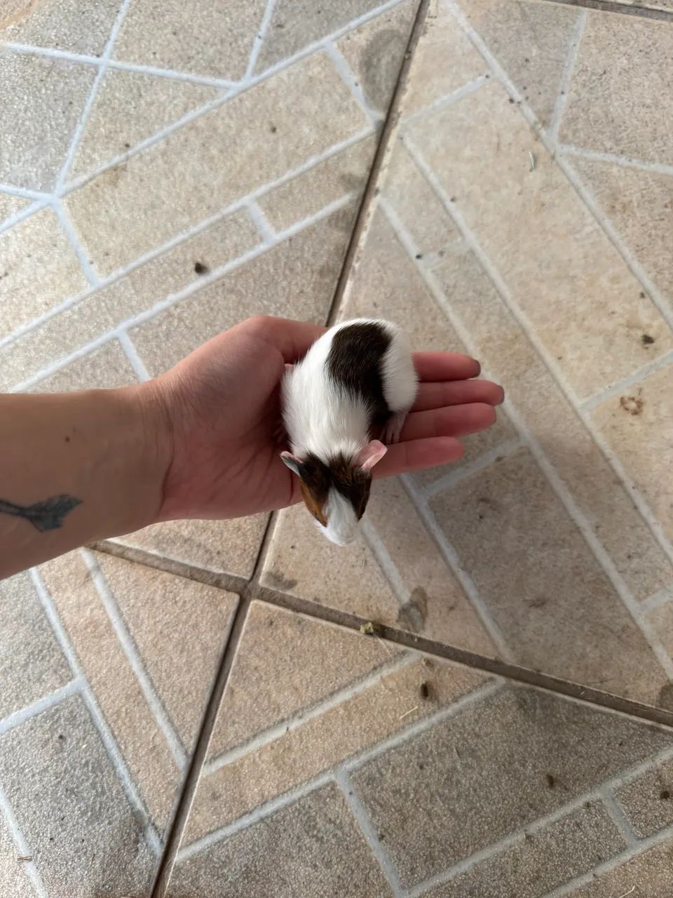 Porquinhos da Índia  - Foto 5