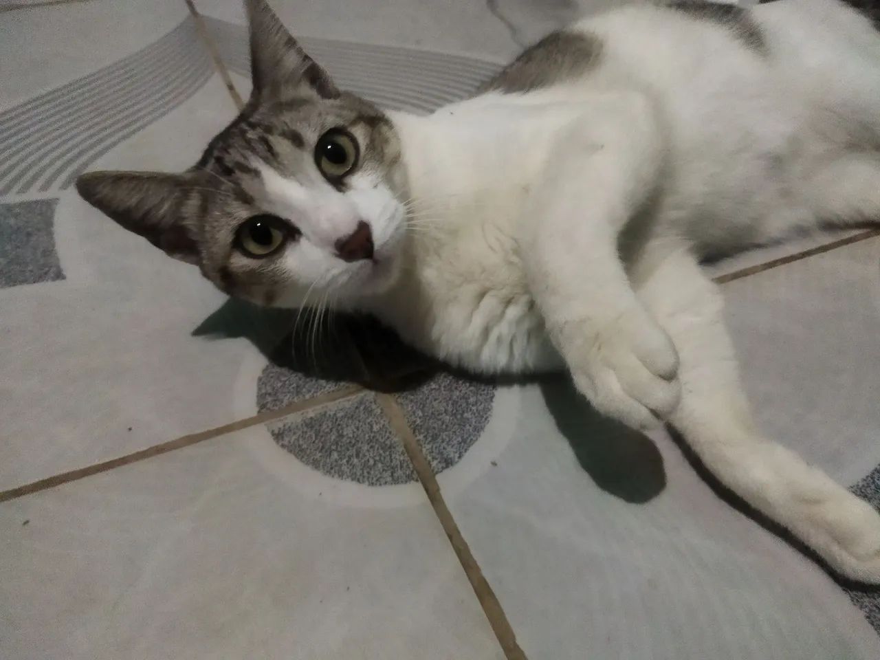 Doação de Gatos 