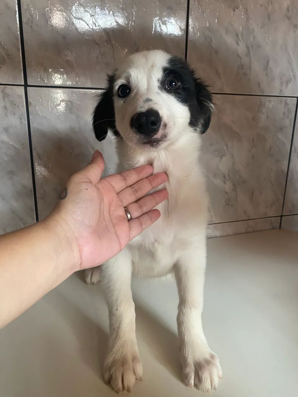 Filhote boder collie - Foto 4
