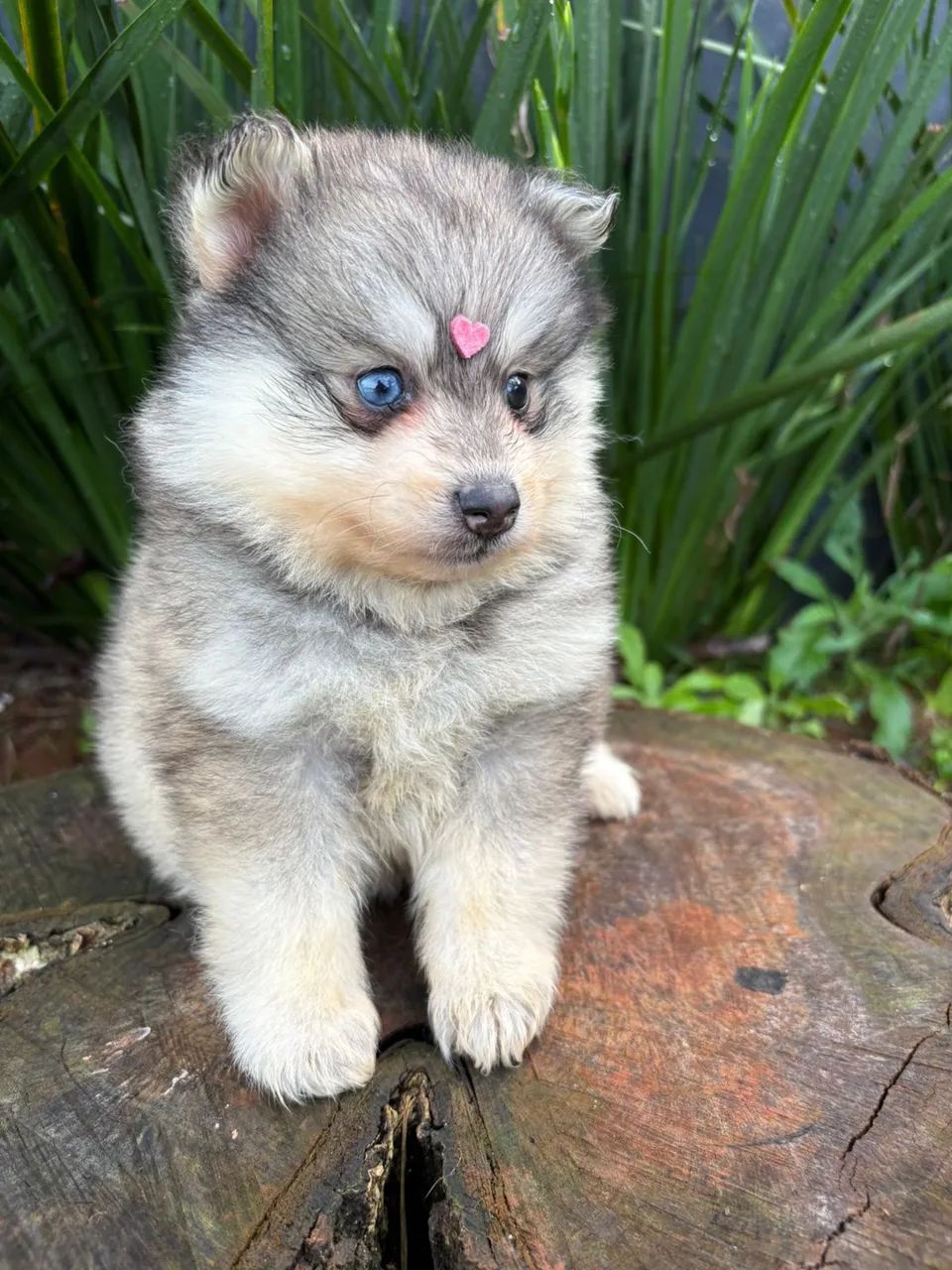 Pomsky mini  - Foto 2