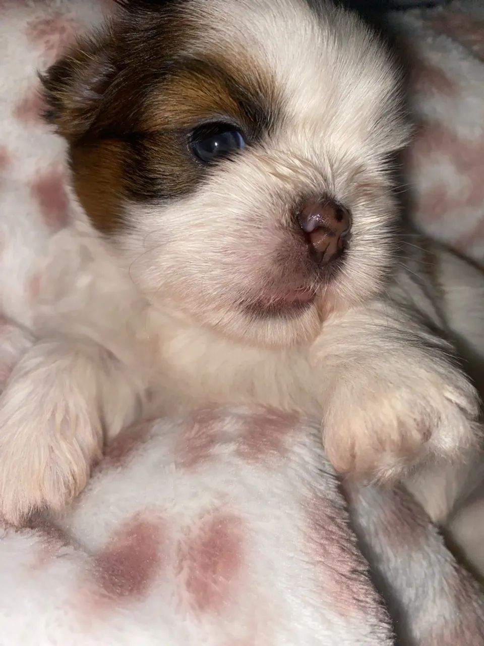 Shih tzu - Foto 2