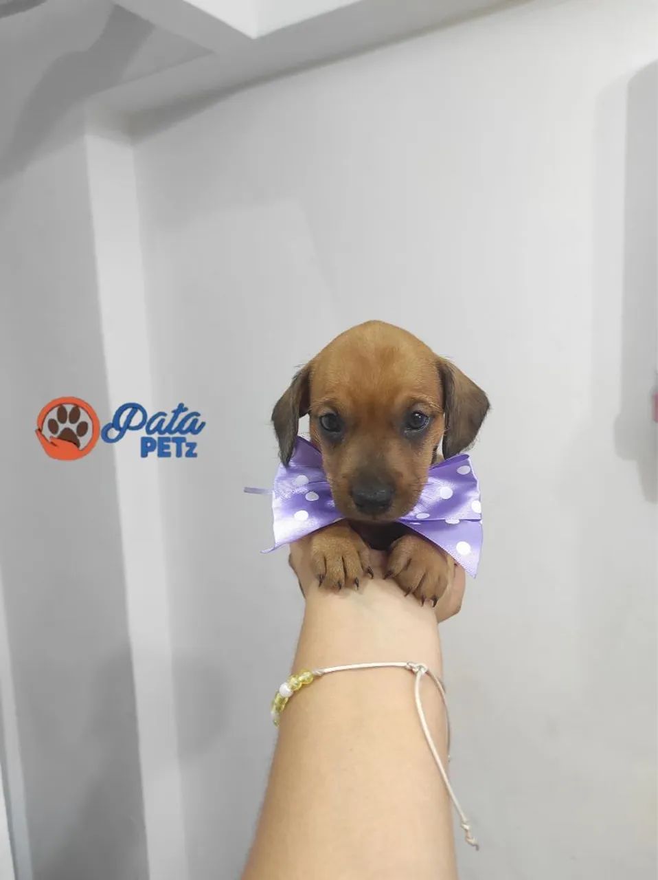 Bebê de salsicha  - Foto 4