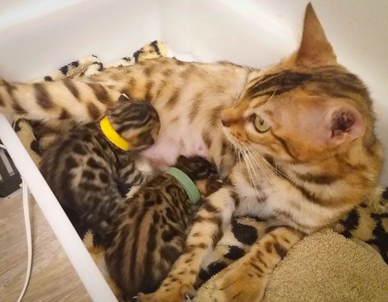Bengal  - Foto 2