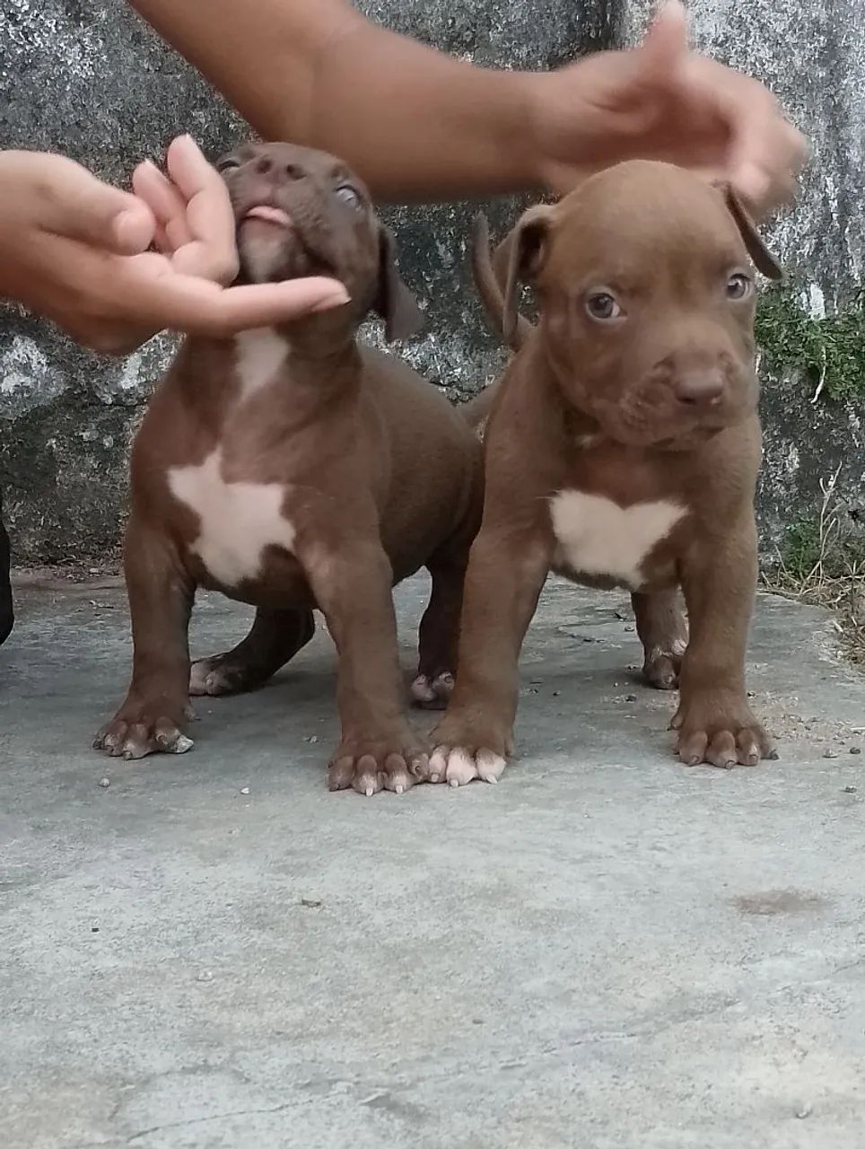 Pit Monster (brasilian Bull) - Foto 3