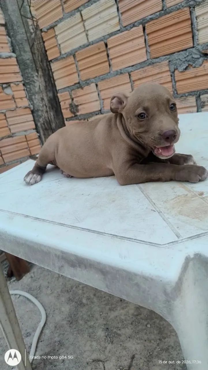 Filhotes de Pitbull puro - Foto 3