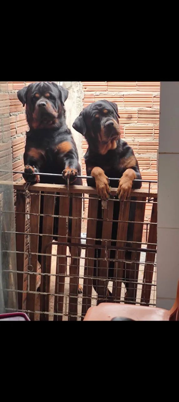 Cachorro  - Foto 4