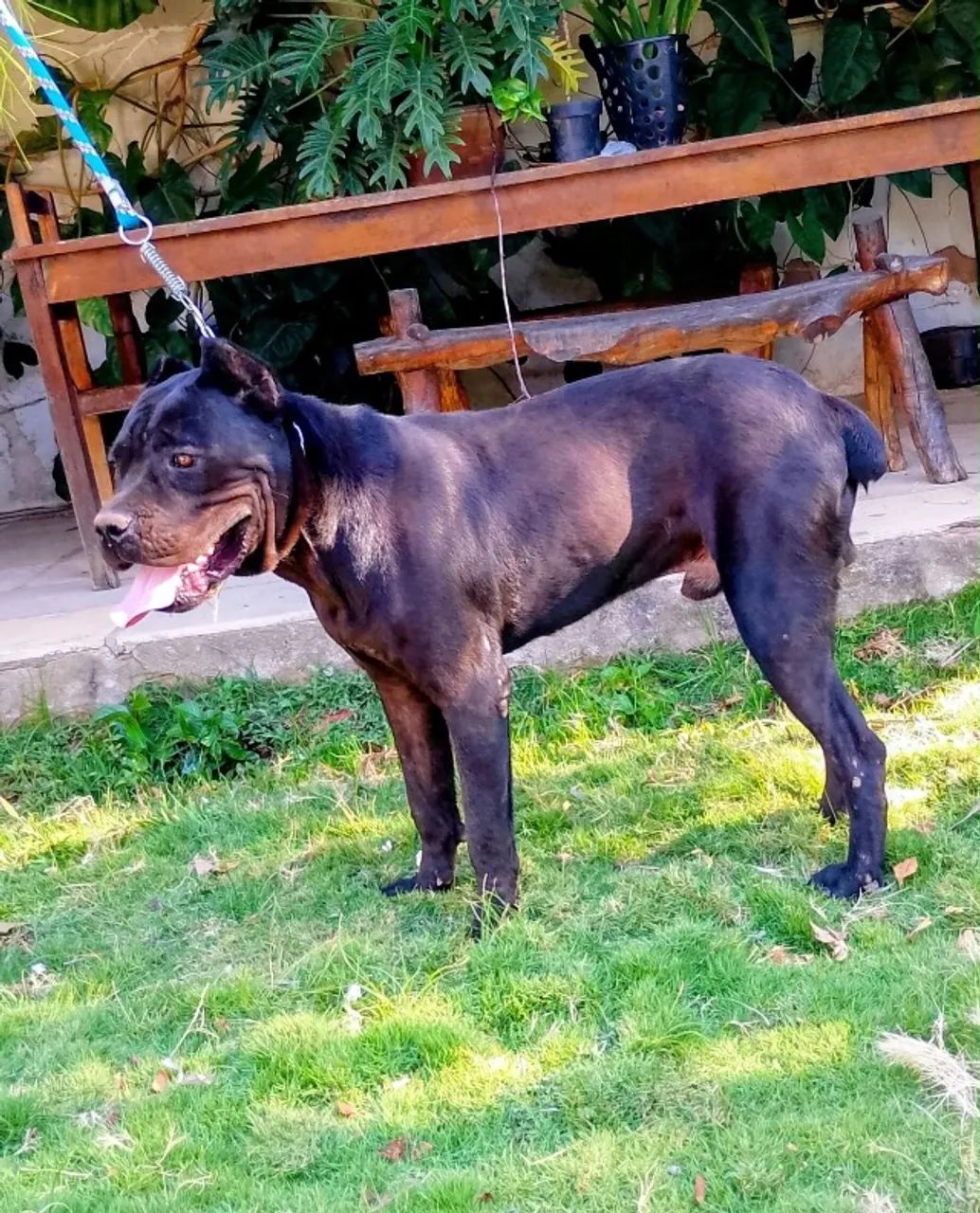 Vendo Cane Corso  - Foto 4