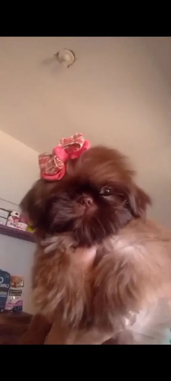 Shih Tzu Fêmea micro  - Foto 2