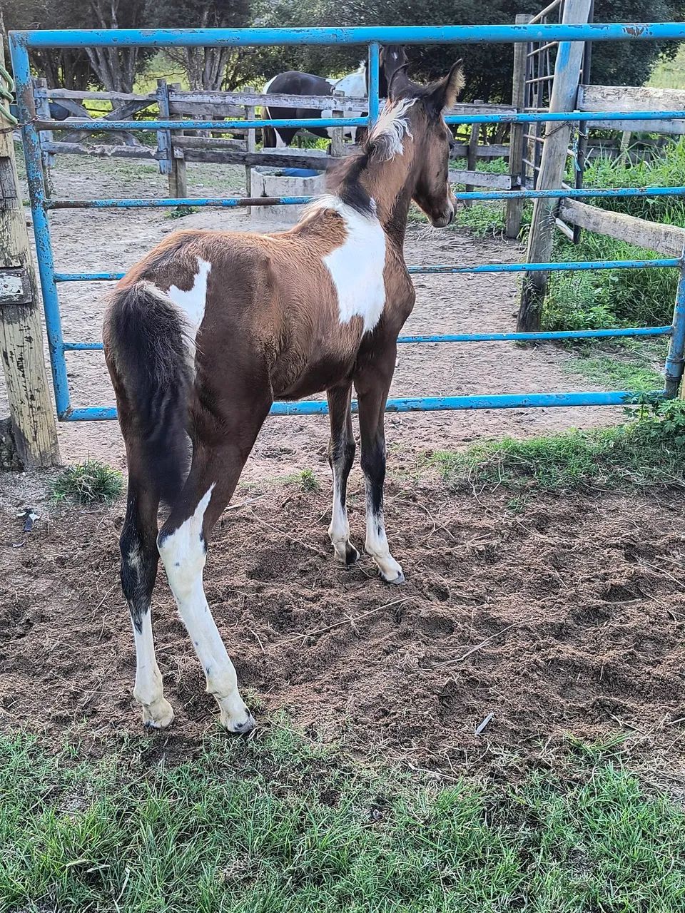 Potro pampa genética de Mangalarga Marchador! - Foto 5