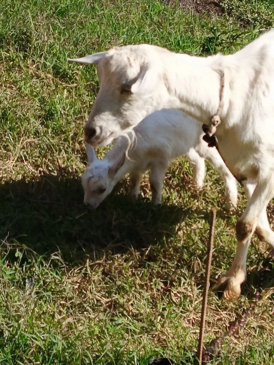 Cabrito - Foto 2