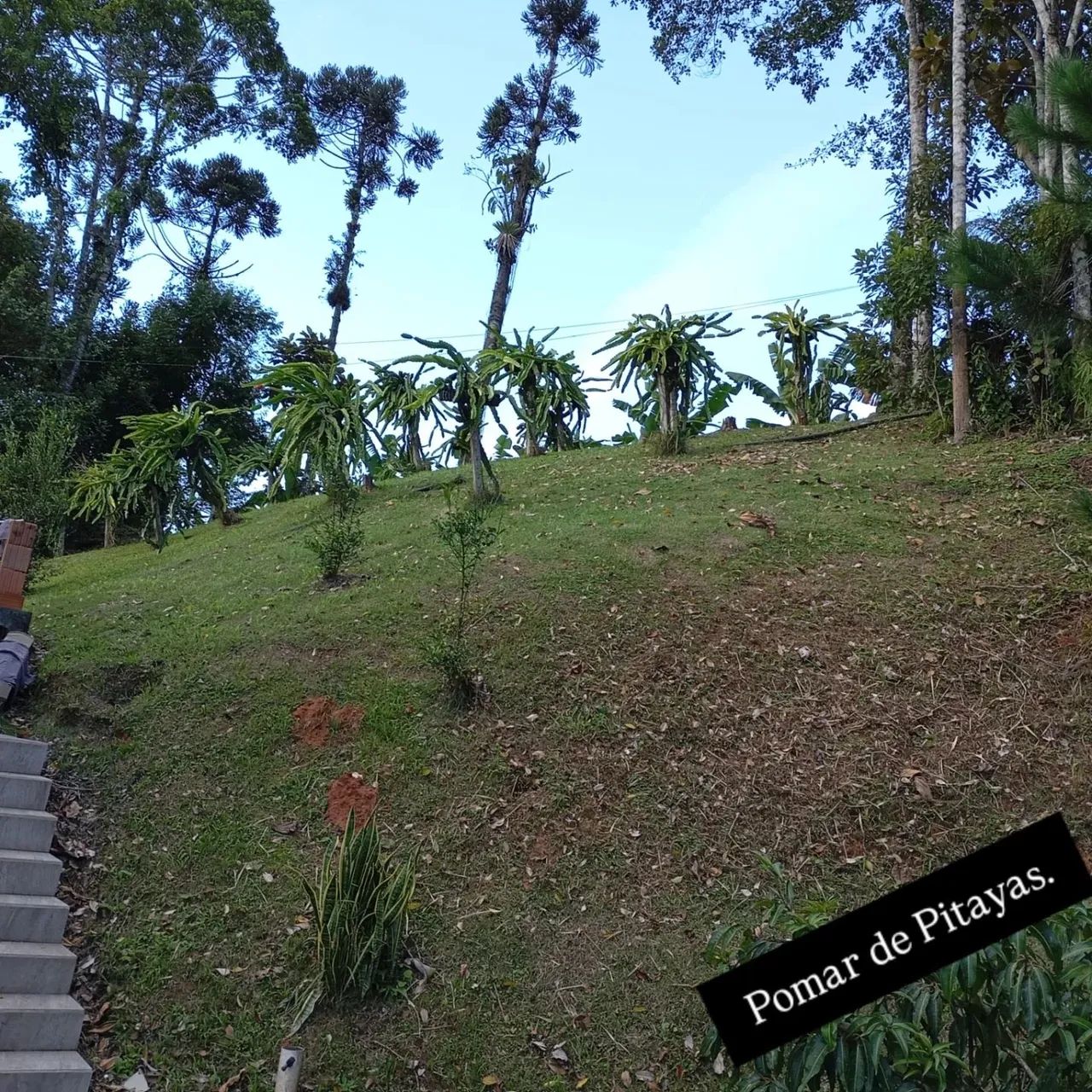 Duas casas... 3000m² - Foto 5