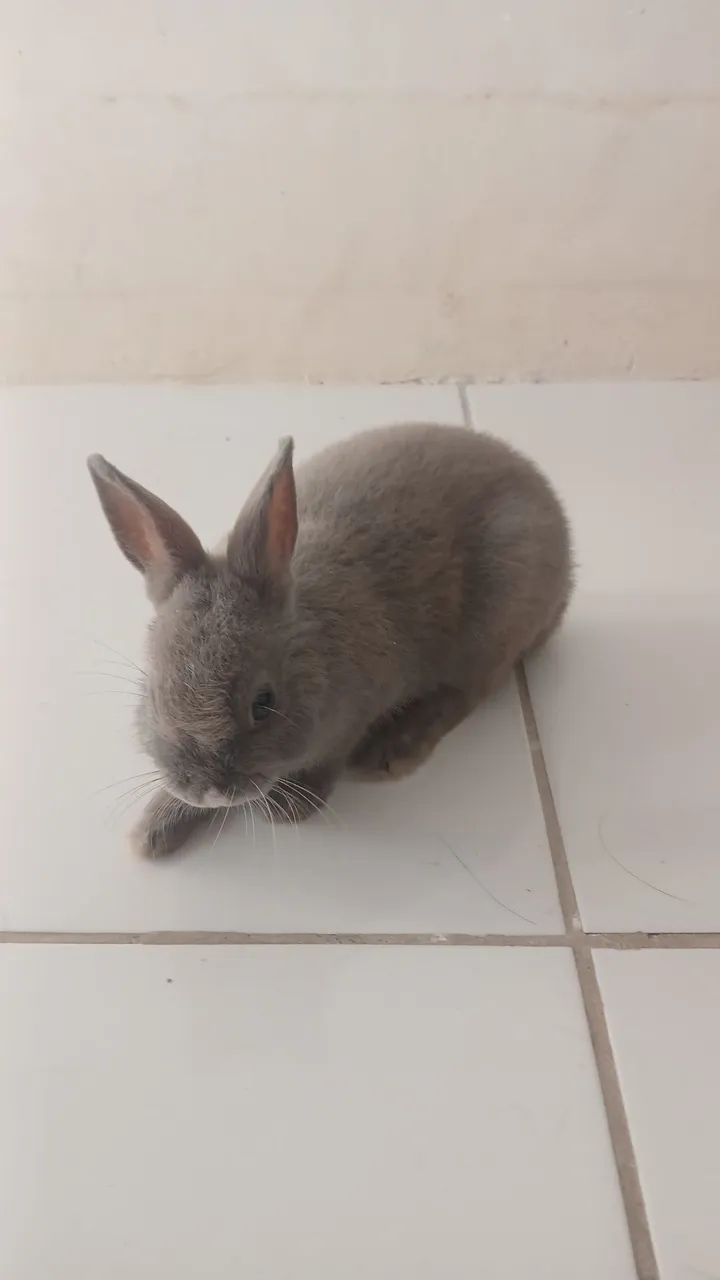 Coelho doméstico anão  - Foto 4