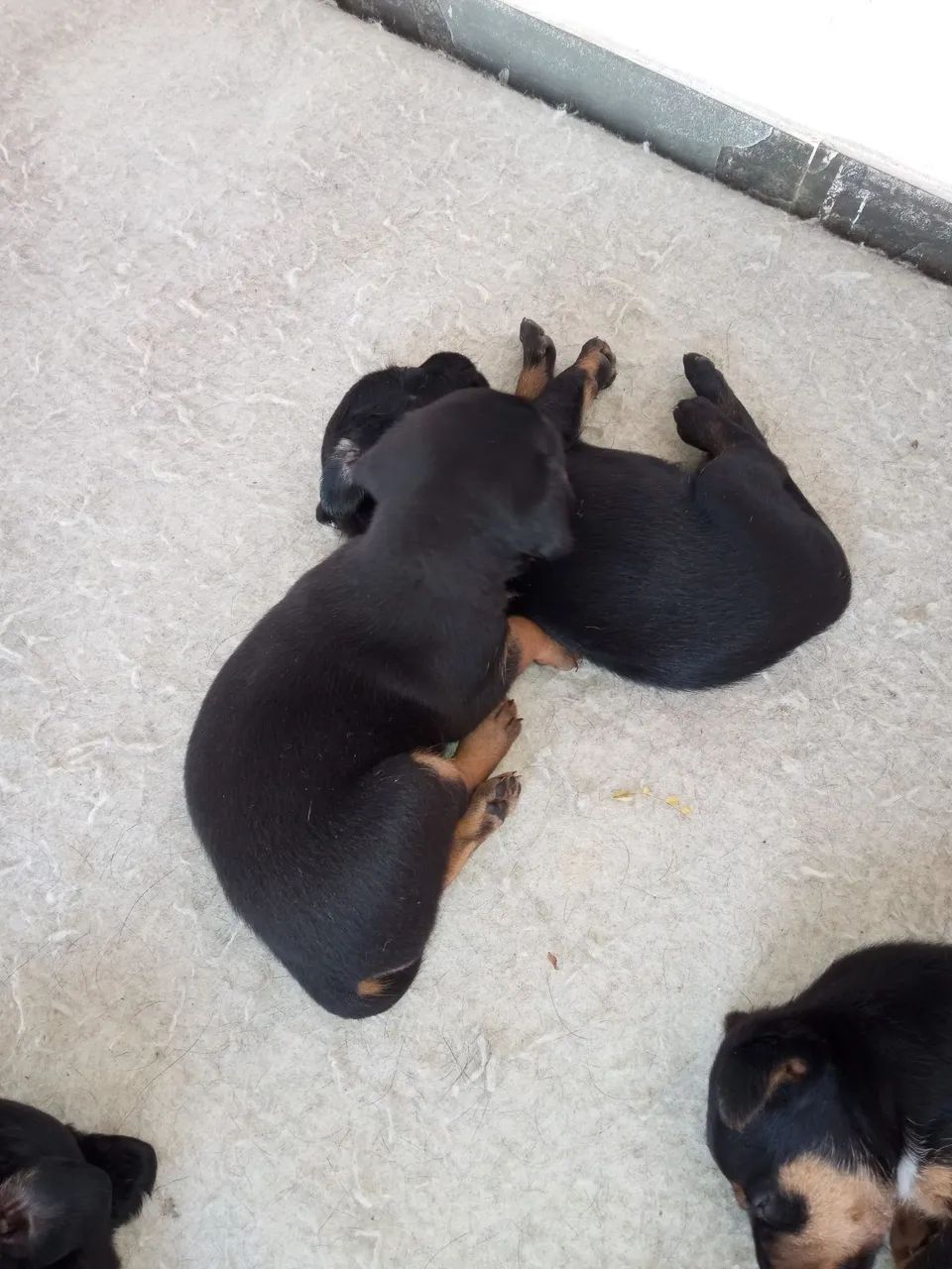 Doação de cachorro - Foto 3