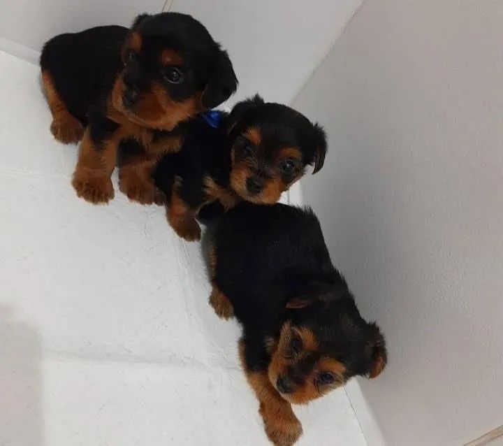 Yorkshire minizinho - Foto 2