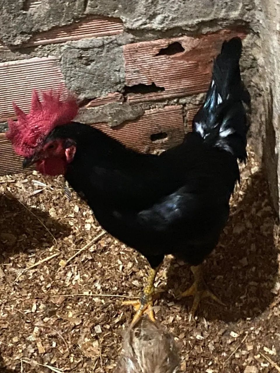 Galo todo preto e galinha preta - Foto 2