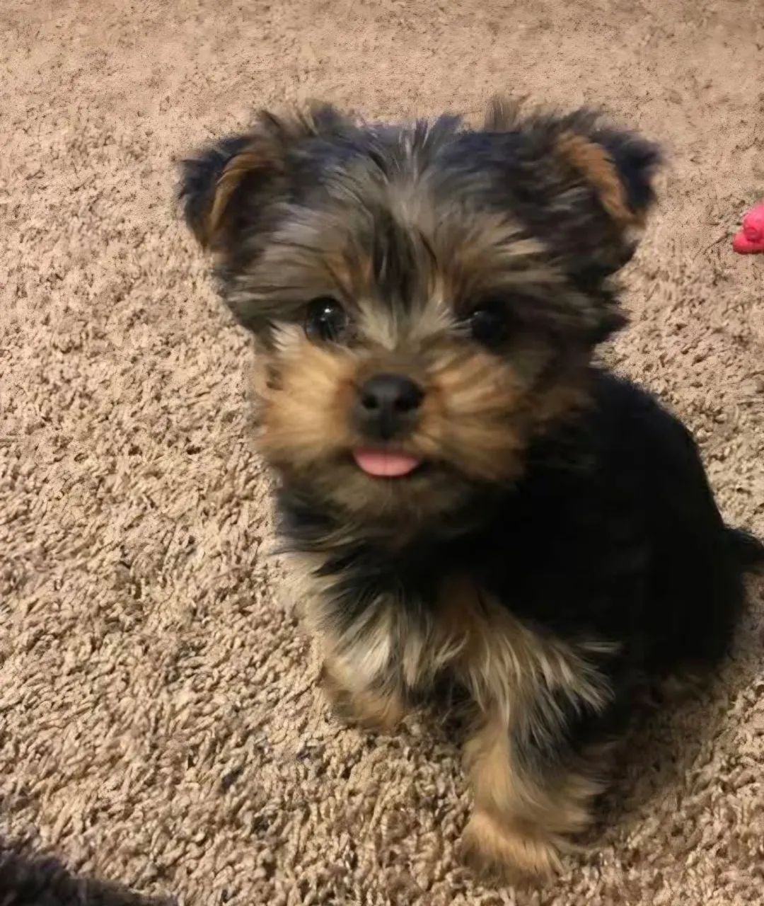 Yorkshire terrier mini - Foto 2