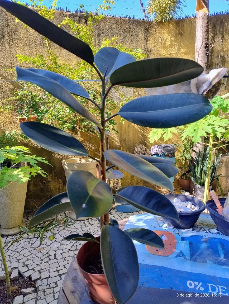 Ficus Elástica  70 cm