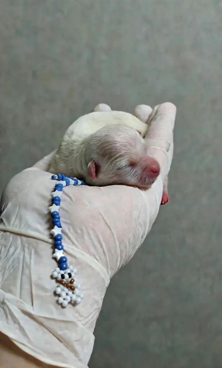 Machinho de luluzinho 