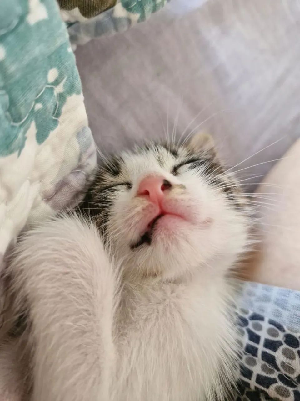 Gatinhos para adoção  - Foto 2