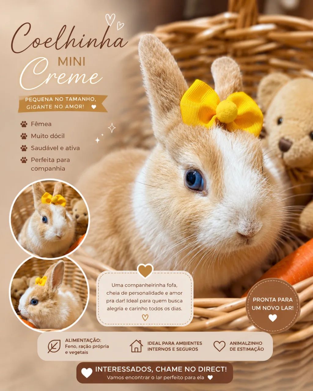 Vendo coelho MINI (Netherlands)