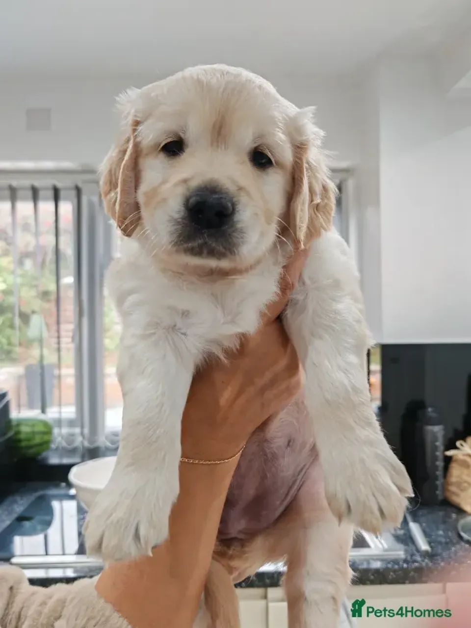 Neném dócil e alegre Golden Retriever