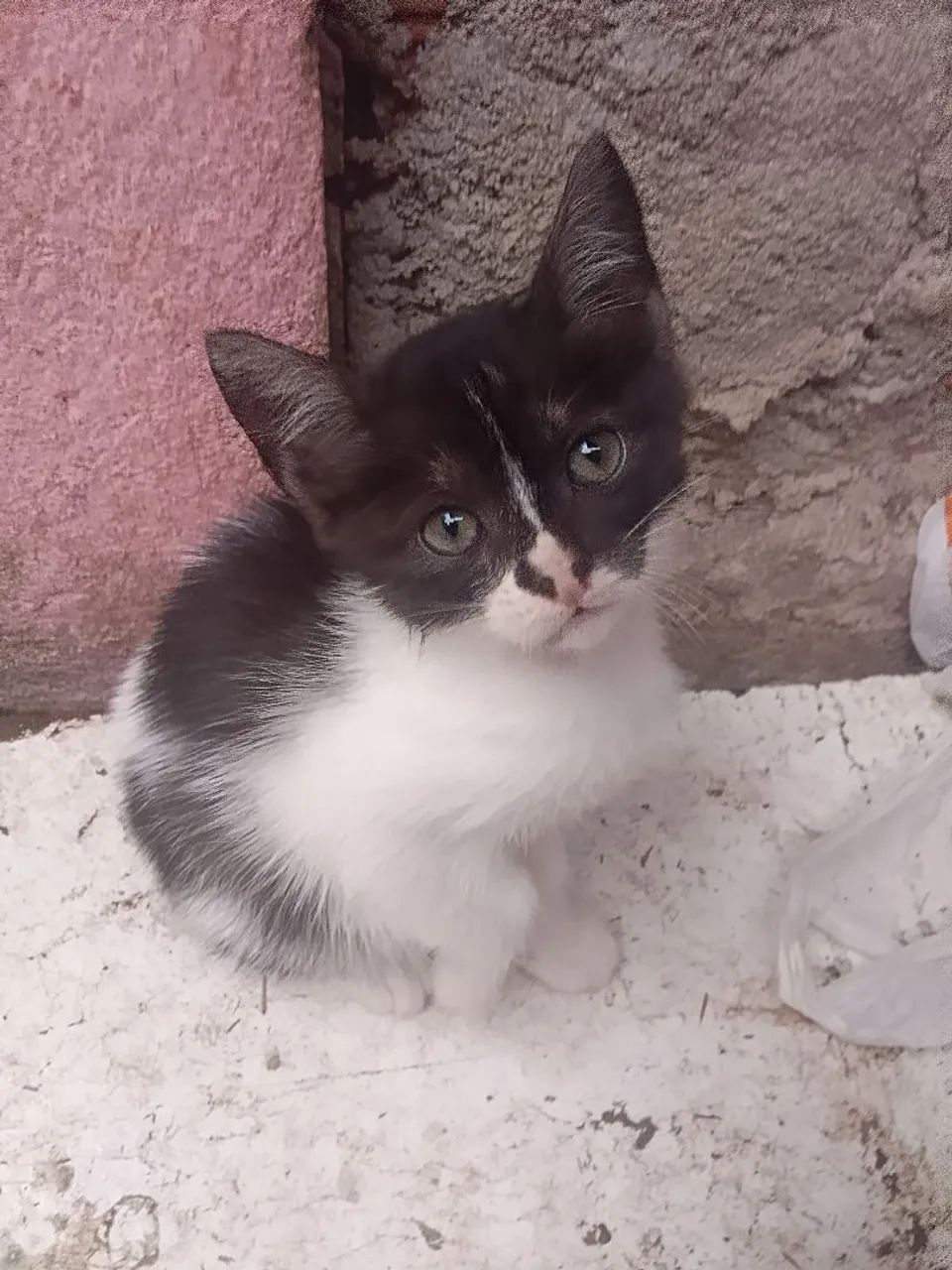 Filhotes de gato