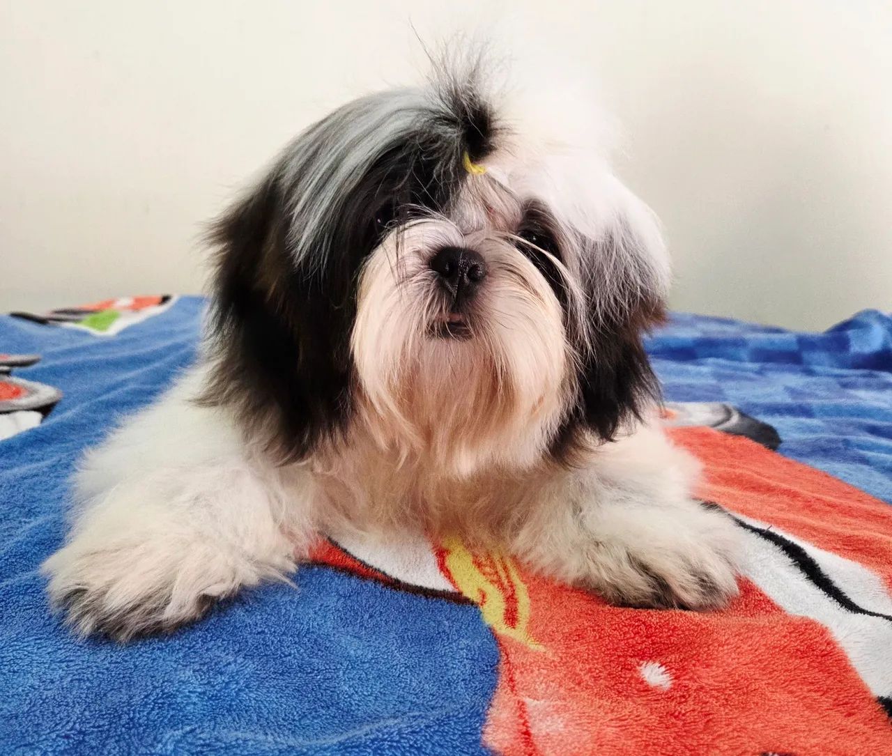 Shih tzu 4 meses macho mini - Foto 5