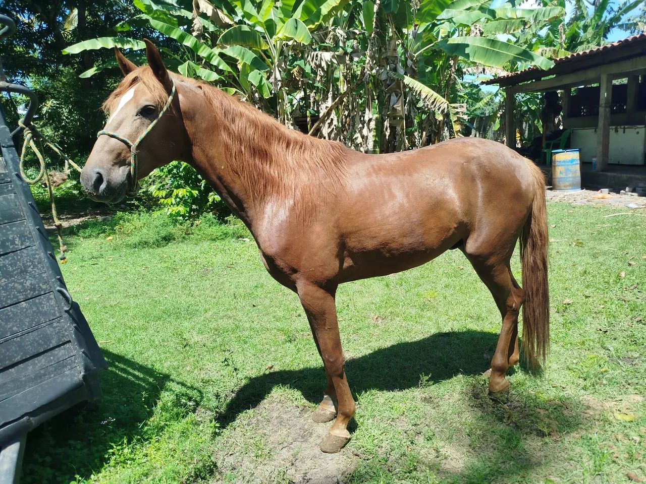Potro mangalarga primeira muda