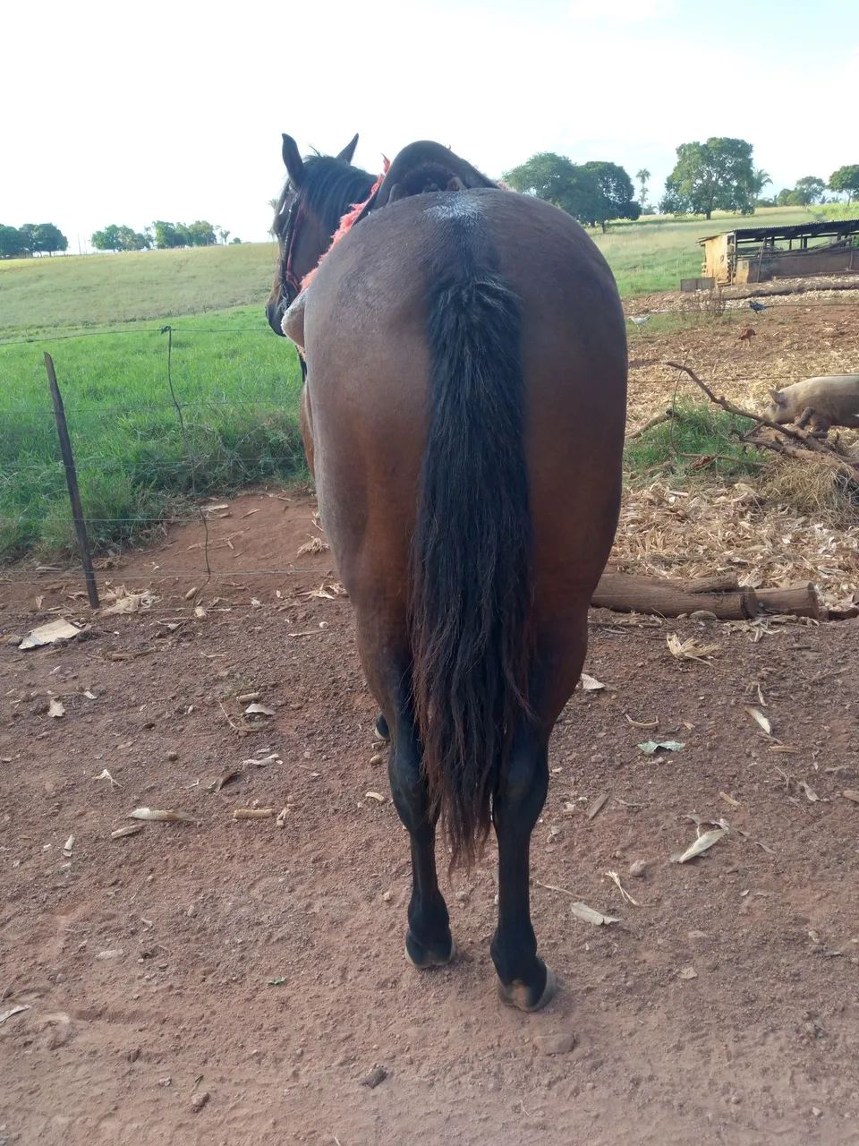 Cavalo e Burro Novos e Domados. Mansos de sela! ? ? Parcelo no cartão. Zap: * - Foto 2