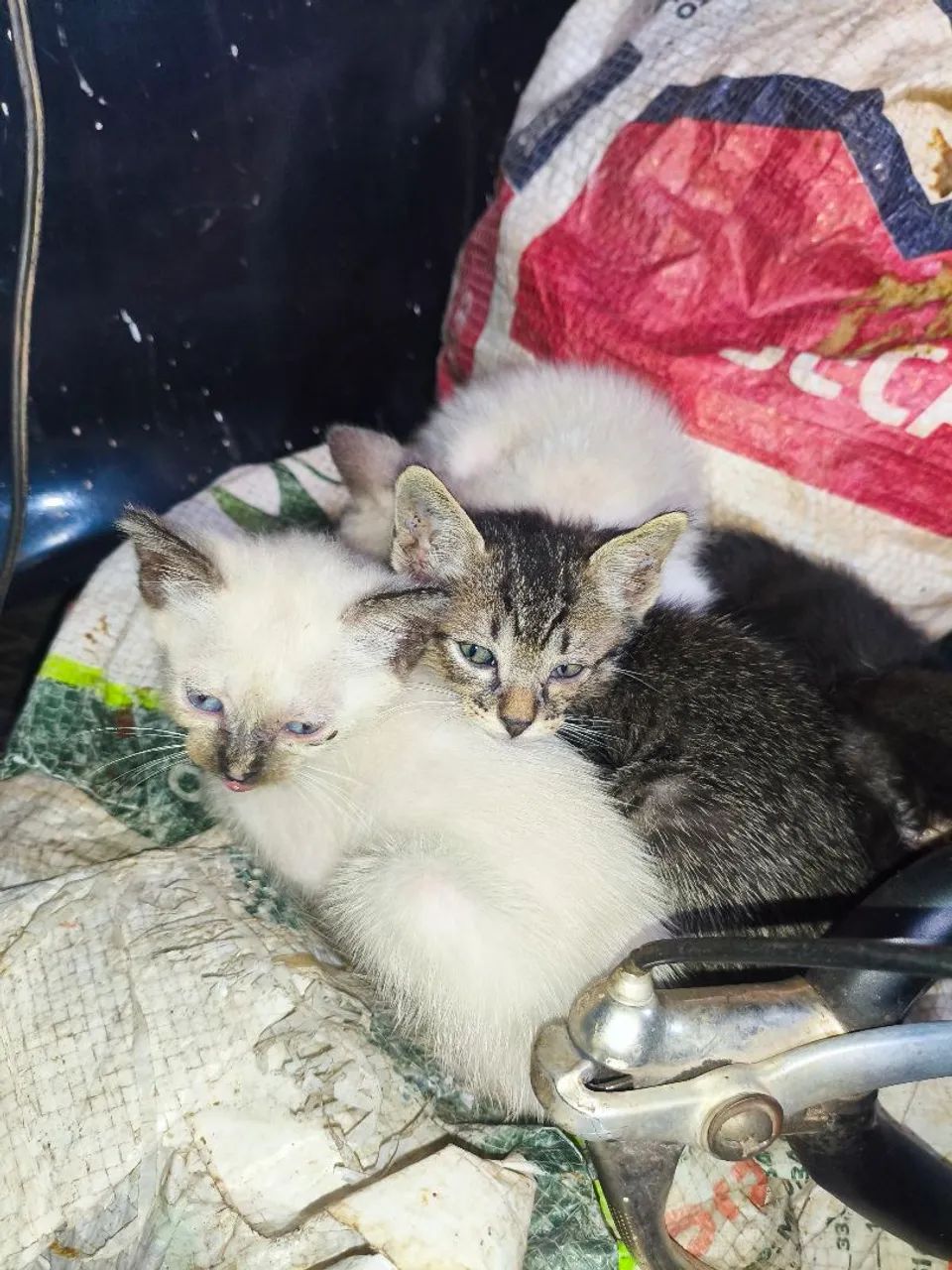 Gatos para doação 