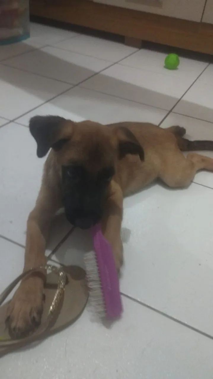 Adoção de um cachorro  - Foto 3