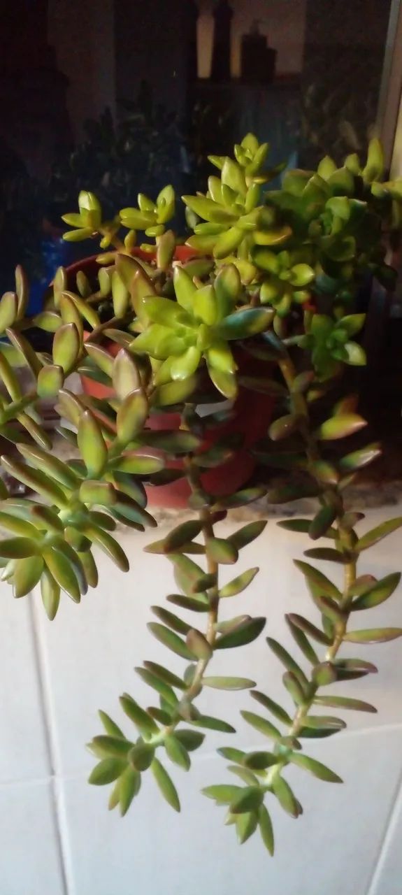 Suculentas bem formadas Ja com flores  - Foto 3
