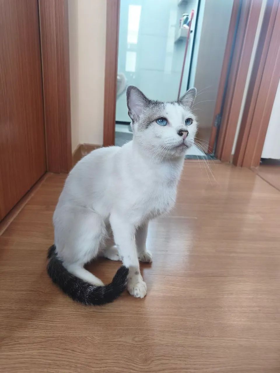 Gatos para Doação - Foto 3