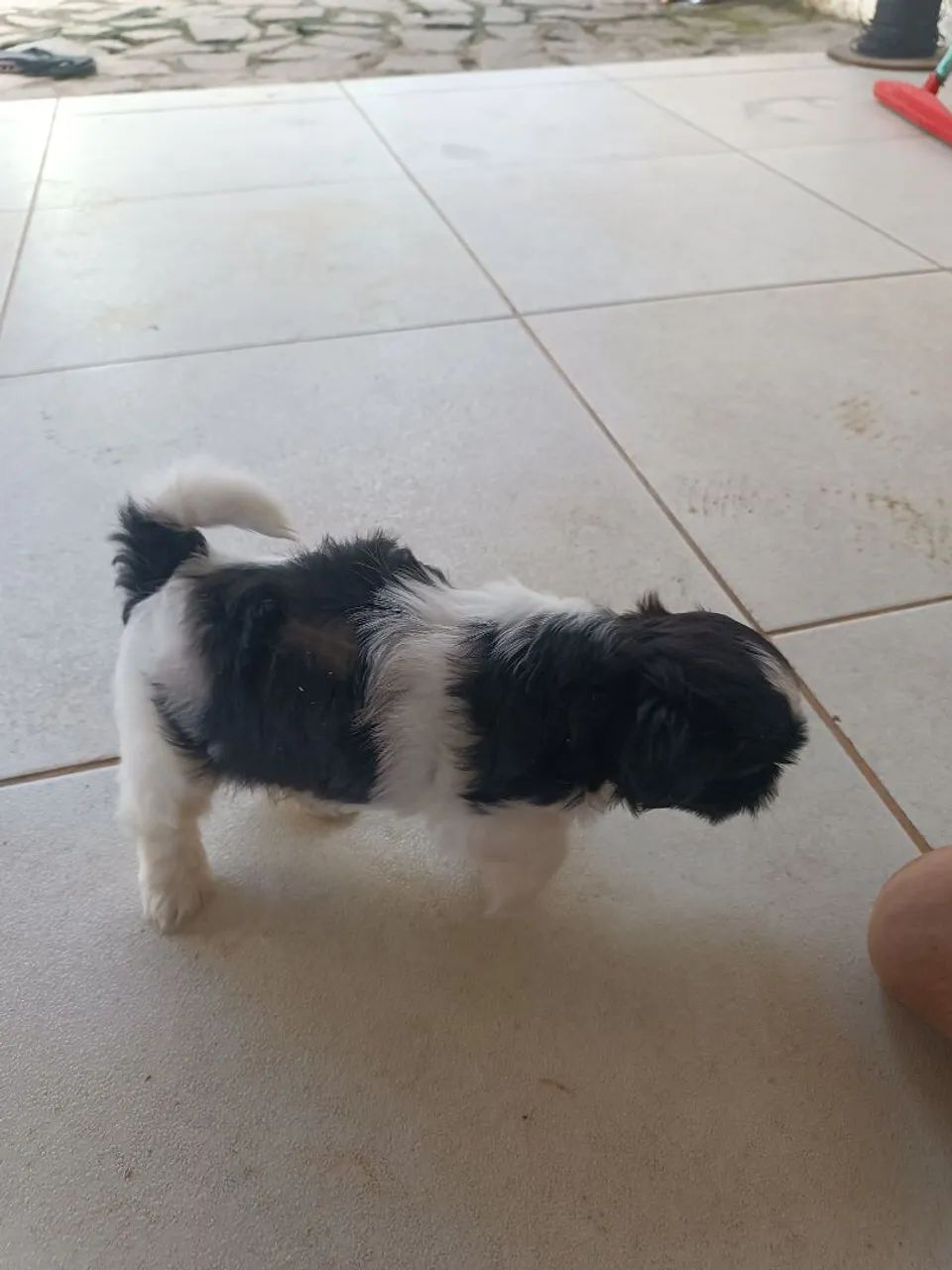 Cachorro Shitzu - Foto 2