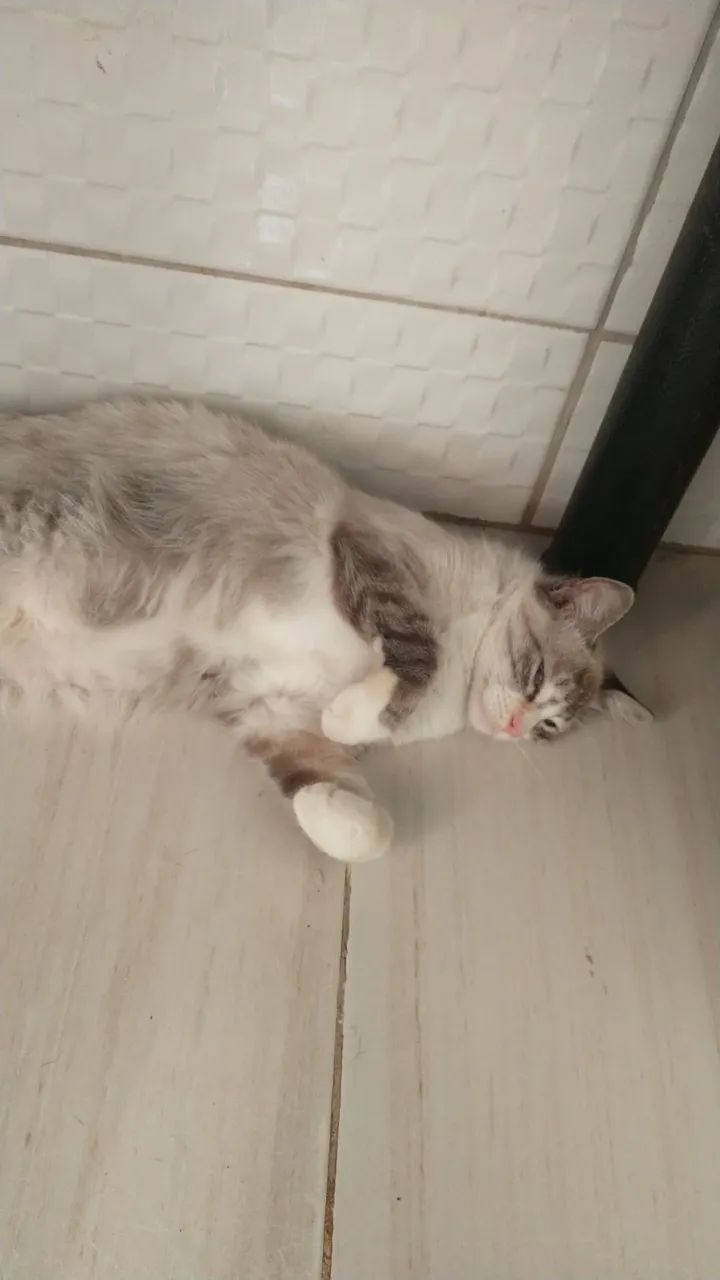 Branquinha 