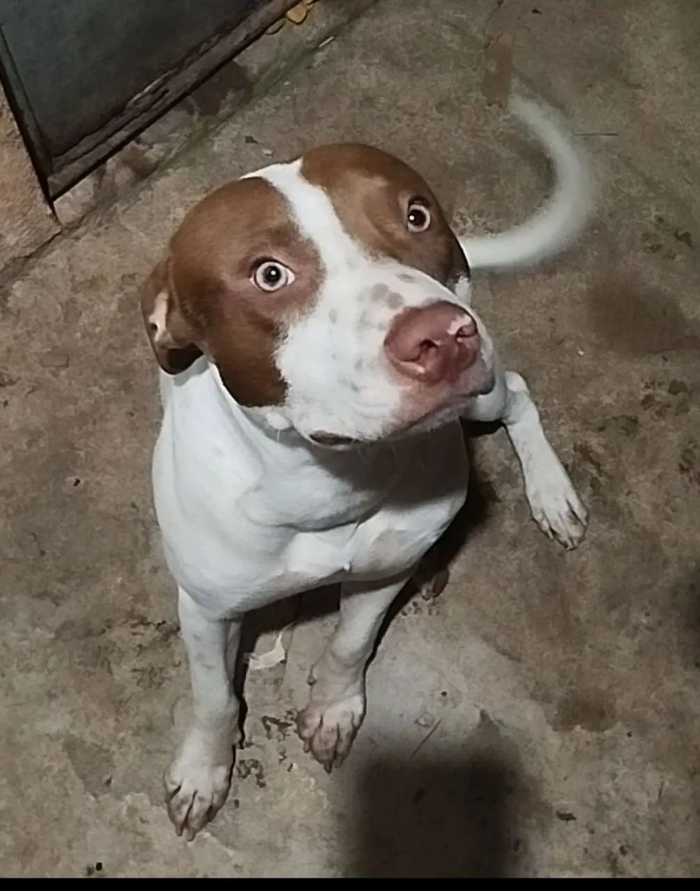 pitbull procurando namorada  - Foto 3