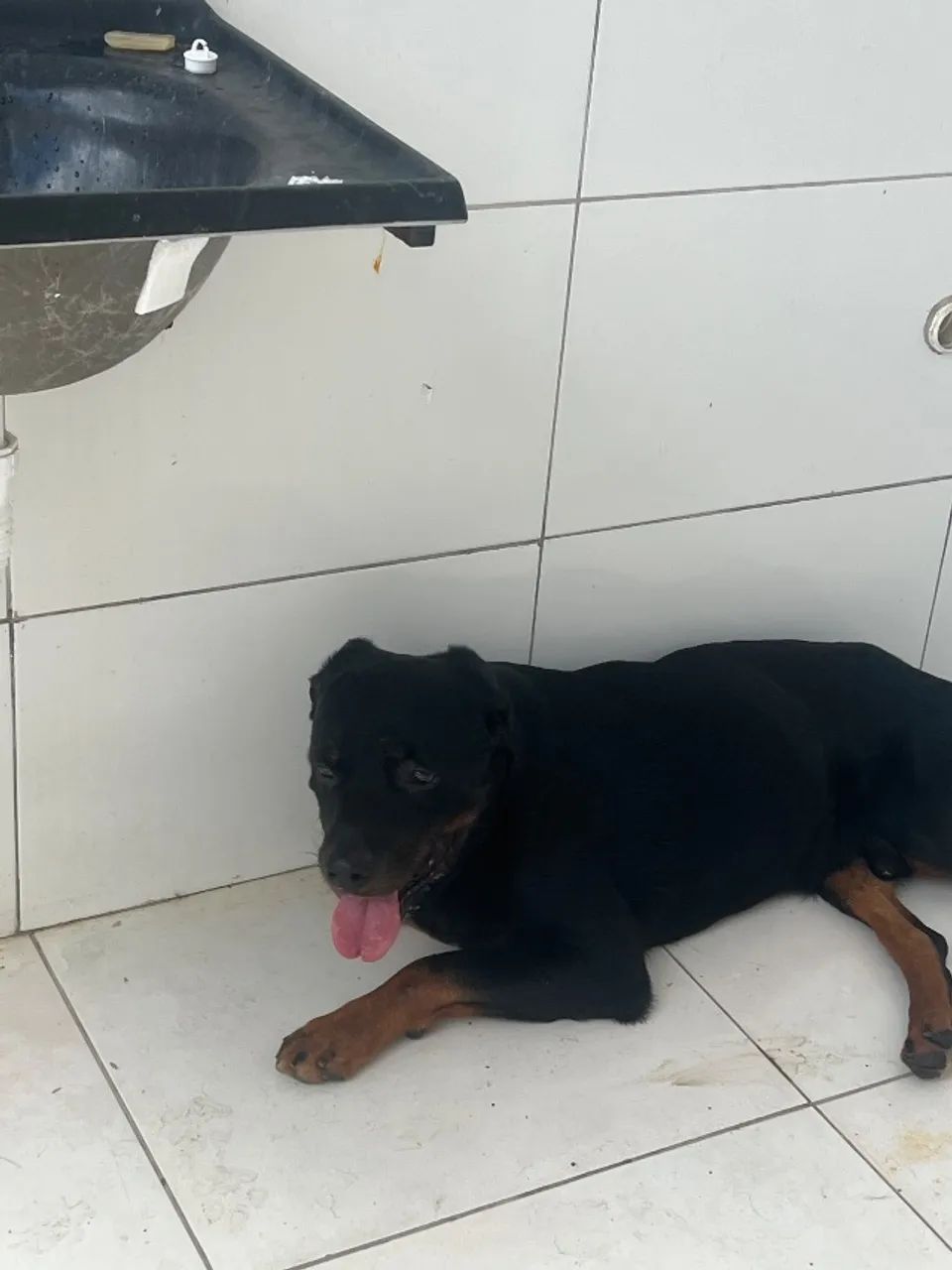 Cachorro rotwailer  - Foto 3