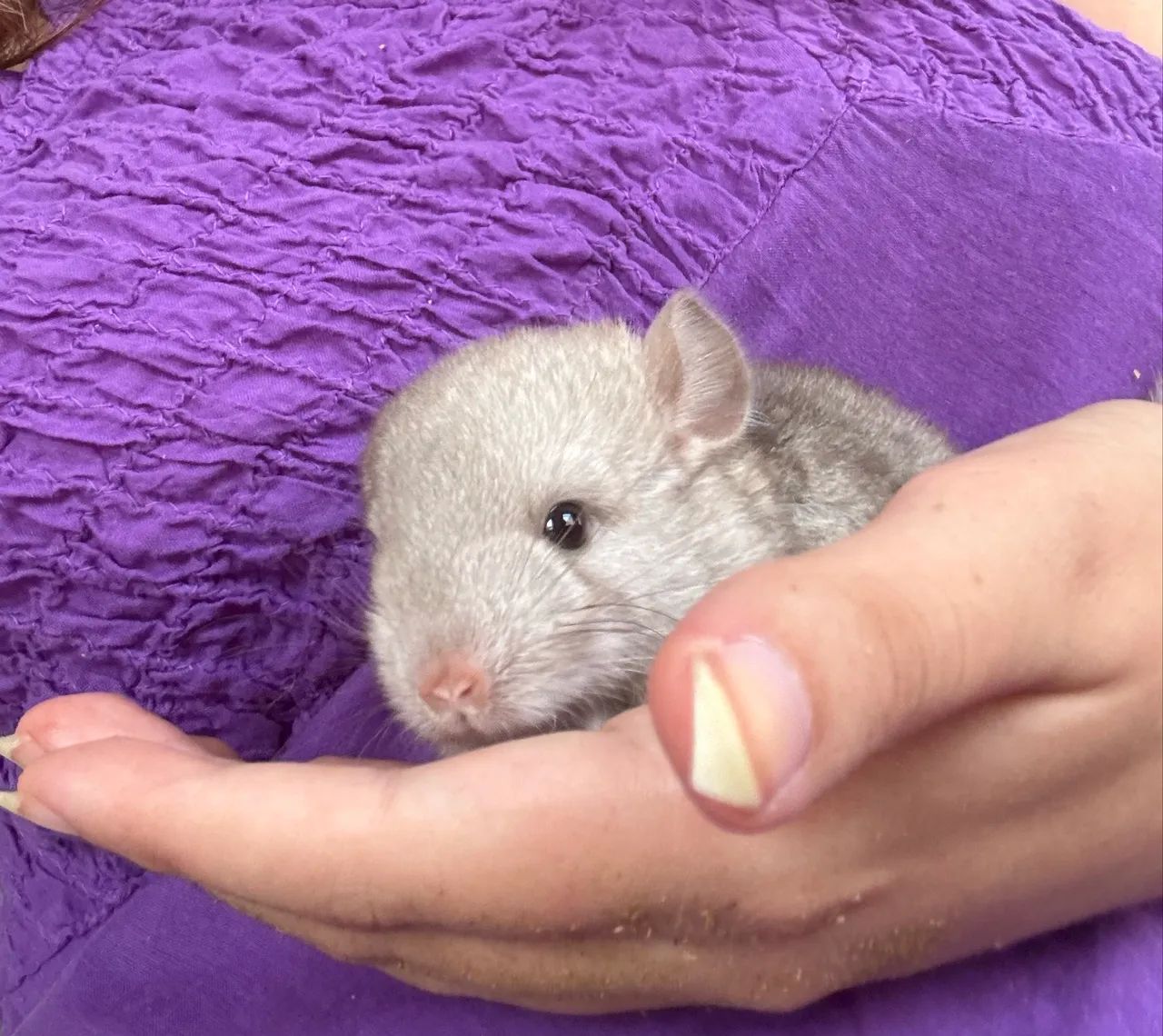 Chinchila disponível para reserva - Foto 2