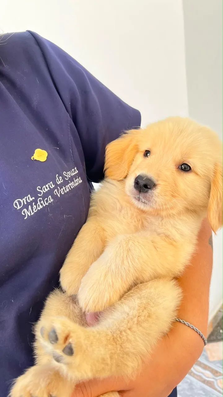 Golden Retriever  - Foto 2