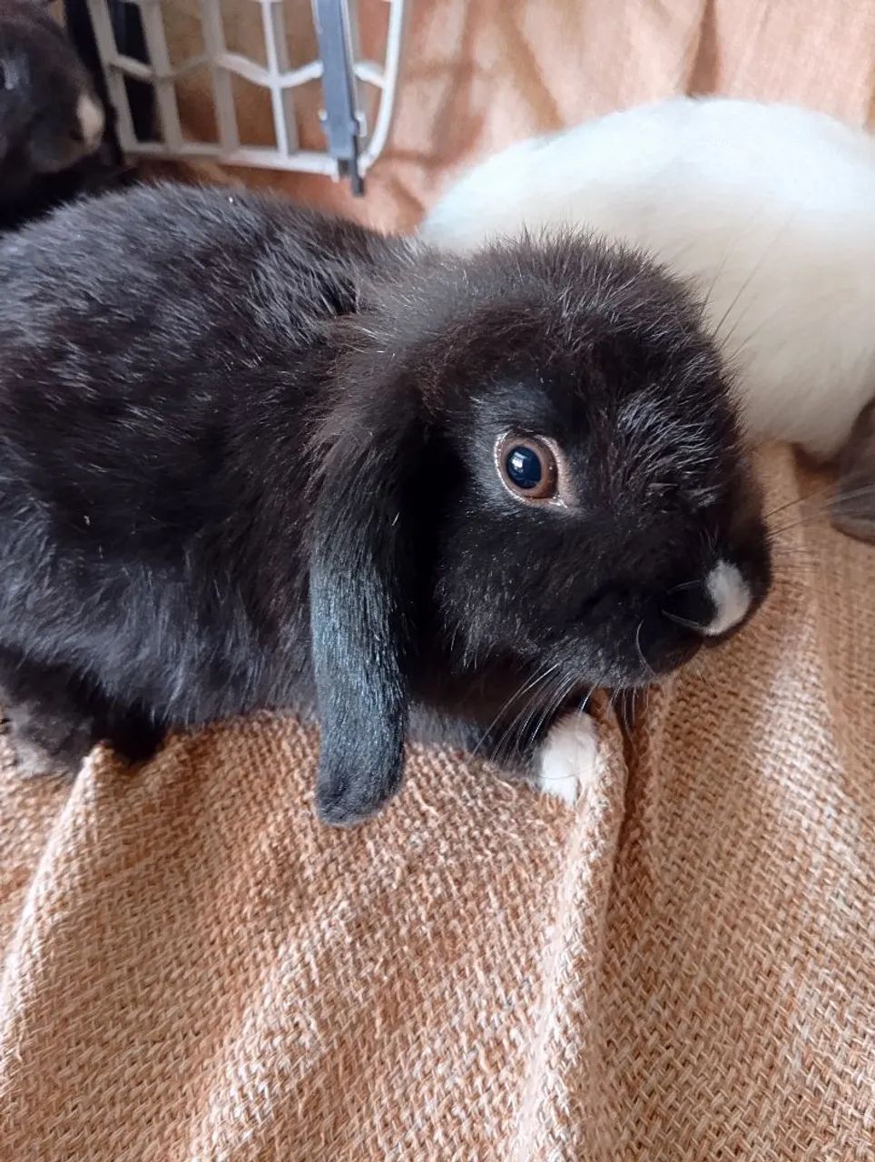 Lindos coelhos, da raça mini lop Uruguai, e fuzzy lop siamês. - Foto 4