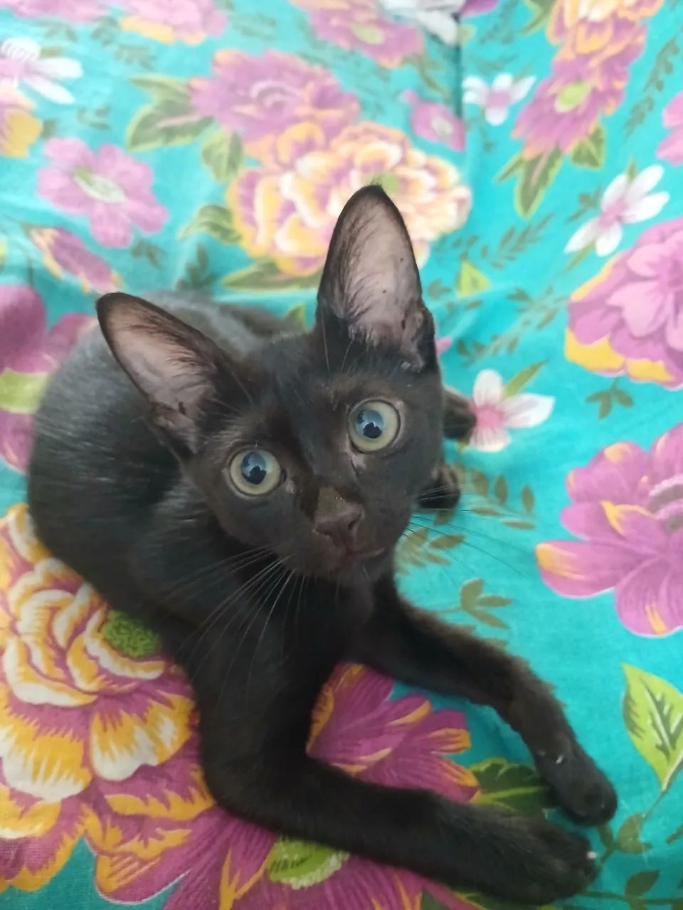 Gato filhote raça bombaim - Foto 3