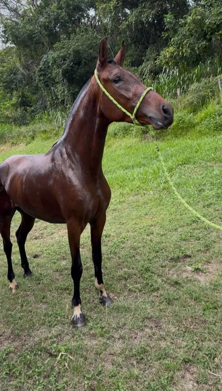 Potra Mangalarga Marchador  - Foto 2