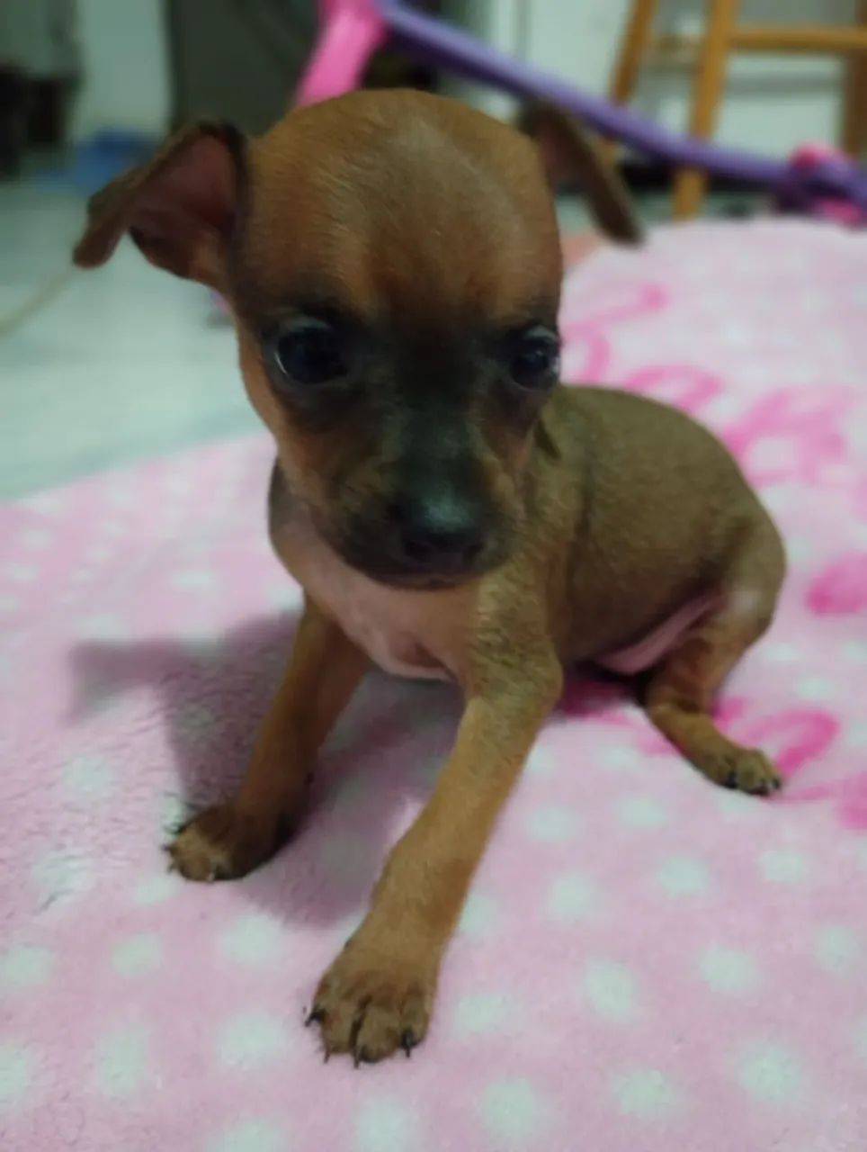 PINSCHER MINIATURA  - Foto 2