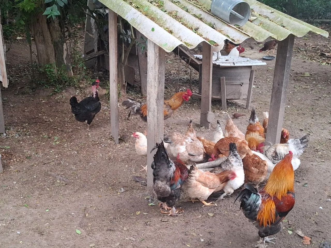 Ovos galados - Foto 2