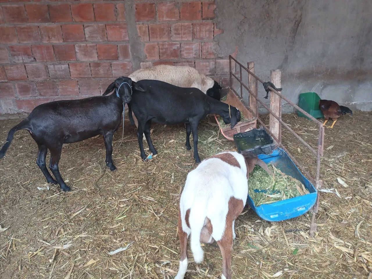 Ovelhas à venda  - Foto 2